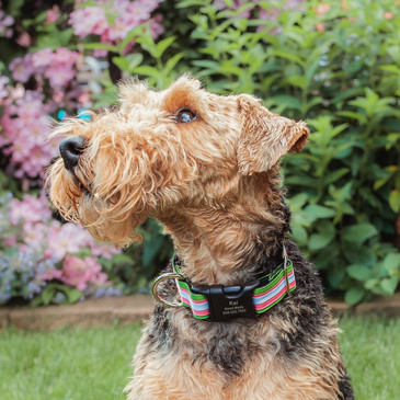 Dog wearing 1.5" striped comfort martingale collar with personalized buckle